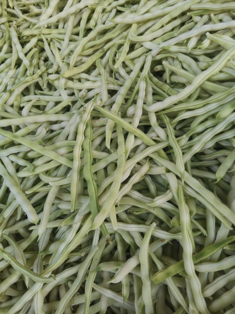 九粒白芸豆20cm以上，中期芸豆，价格美丽。