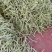 九粒白芸豆20cm以上，中期芸豆，价格美丽。