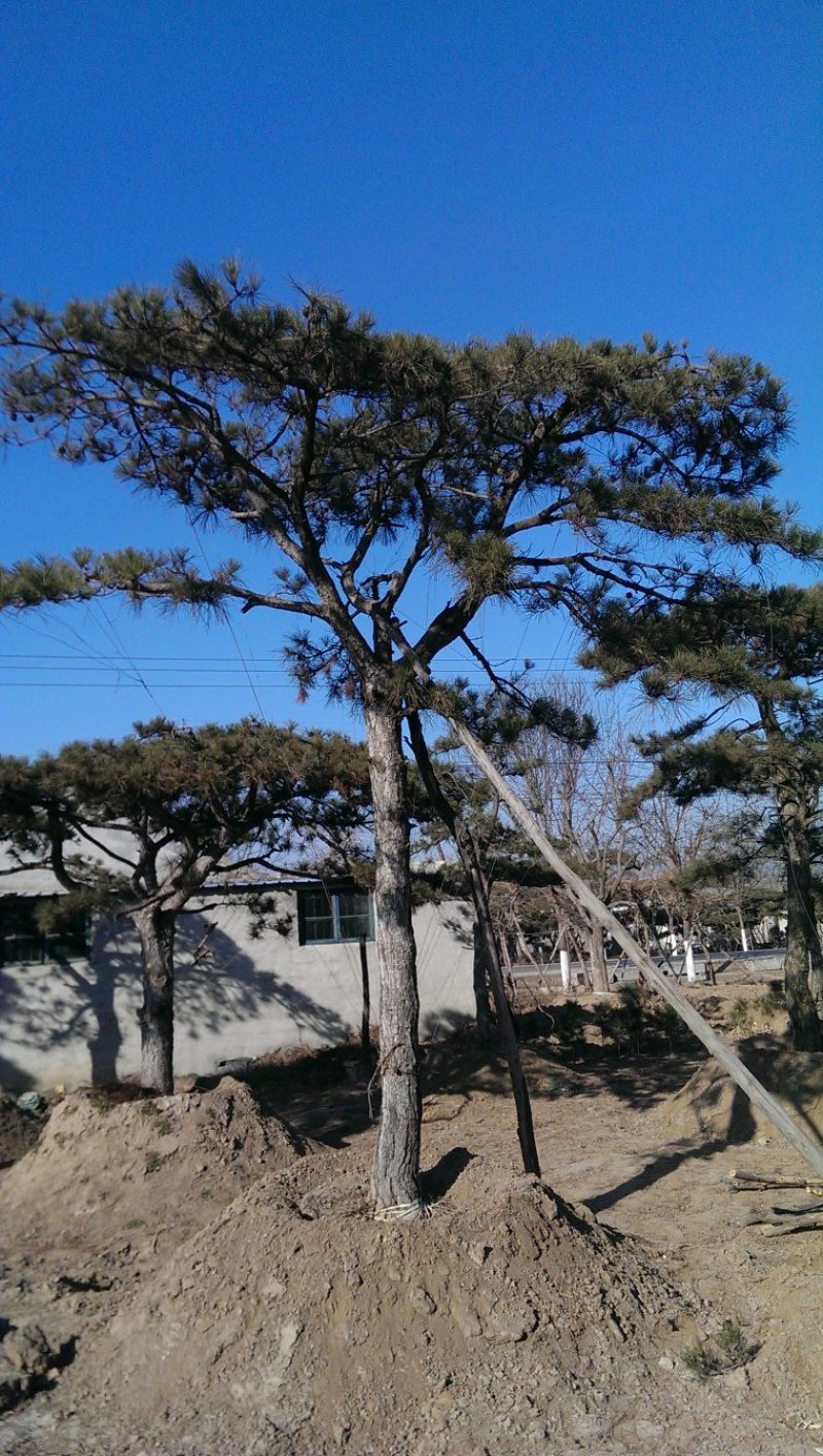 基地出售造型黑松造型油松泰山迎客松平顶松