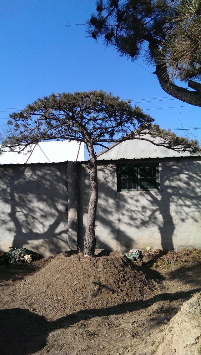 基地出售造型黑松造型油松泰山迎客松平顶松