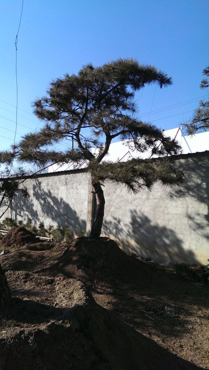 基地出售造型黑松造型油松泰山迎客松平顶松
