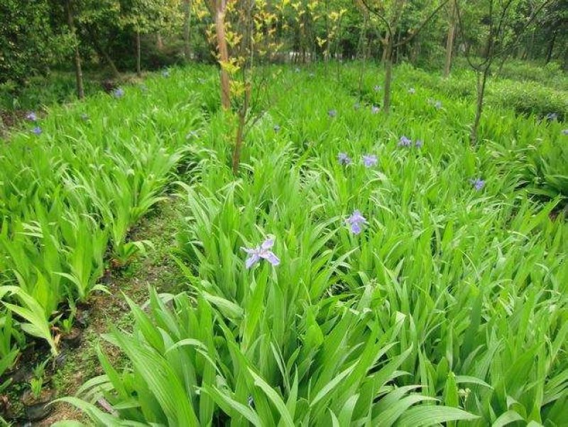 基地大量出售兰花鸢尾苗，蝴蝶兰工程绿化专用