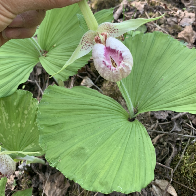 扇脉勺兰兰花扇子七药材阴阳扇扇盆景花卉苗