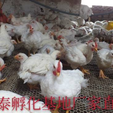 【热销中】正宗817鸡苗全国发货防疫齐全