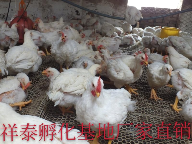 【热销中】正宗817鸡苗全国发货防疫齐全