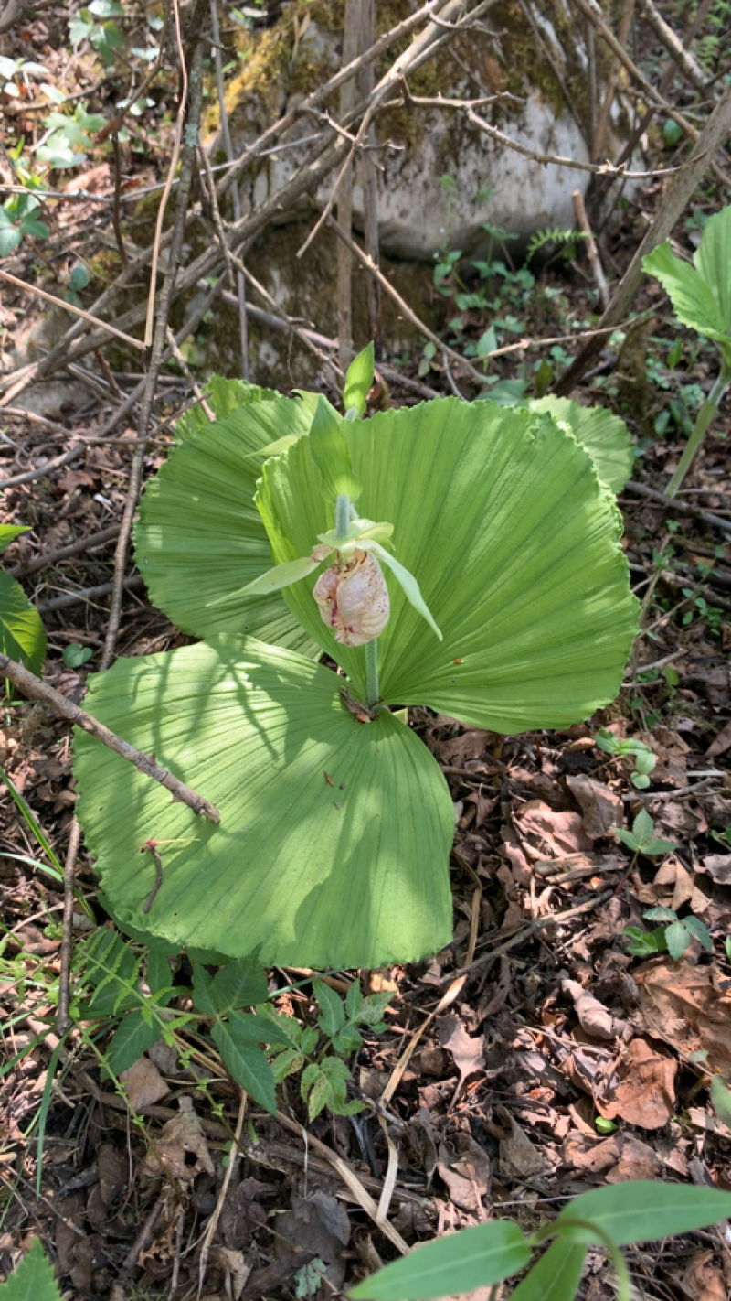 扇脉勺兰兰花扇子七药材阴阳扇扇盆景花卉苗