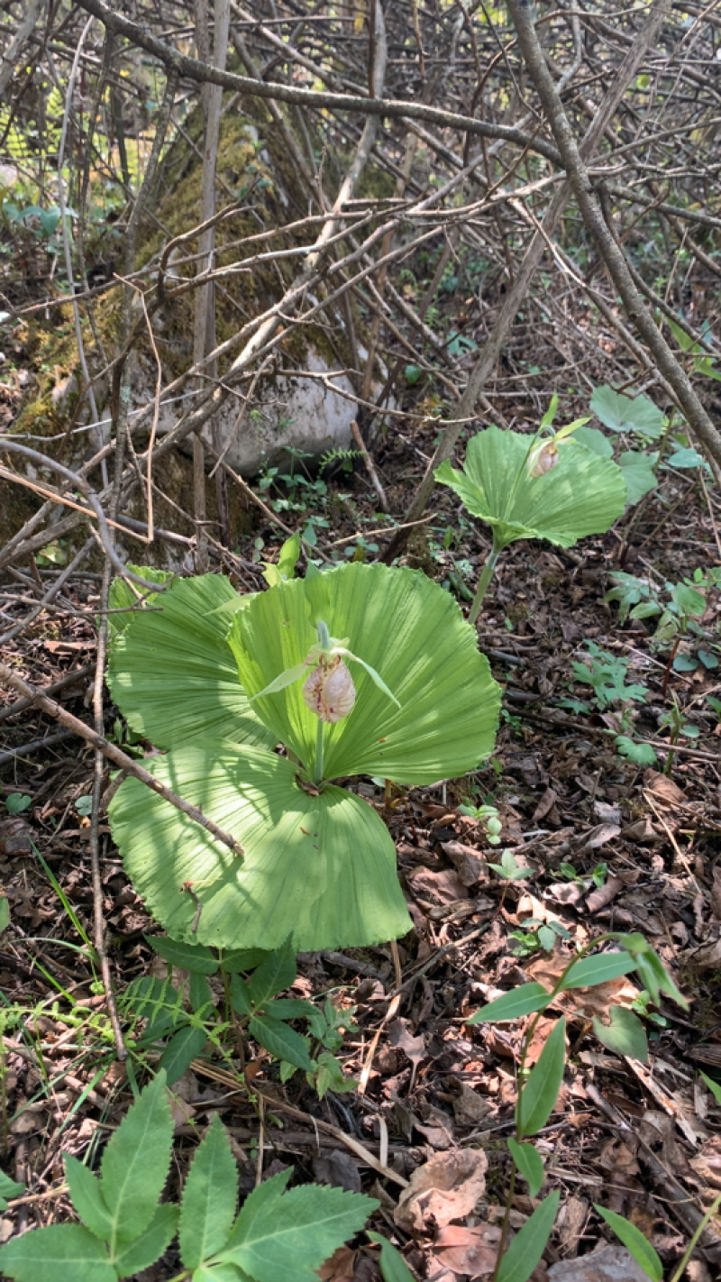 扇脉勺兰兰花扇子七药材阴阳扇扇盆景花卉苗