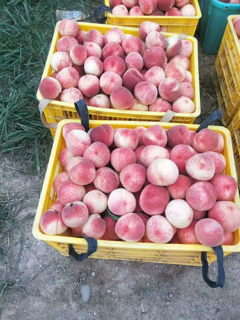陕西毛桃，突围毛桃，郑三毛桃上市价格质量**，诚信第一