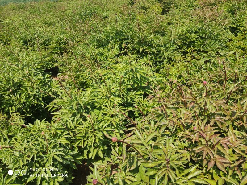 芍药鲜切花芍药苗量大优惠