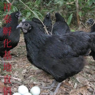【扶贫苗】土黑鸡苗快大型鸡苗成活率高