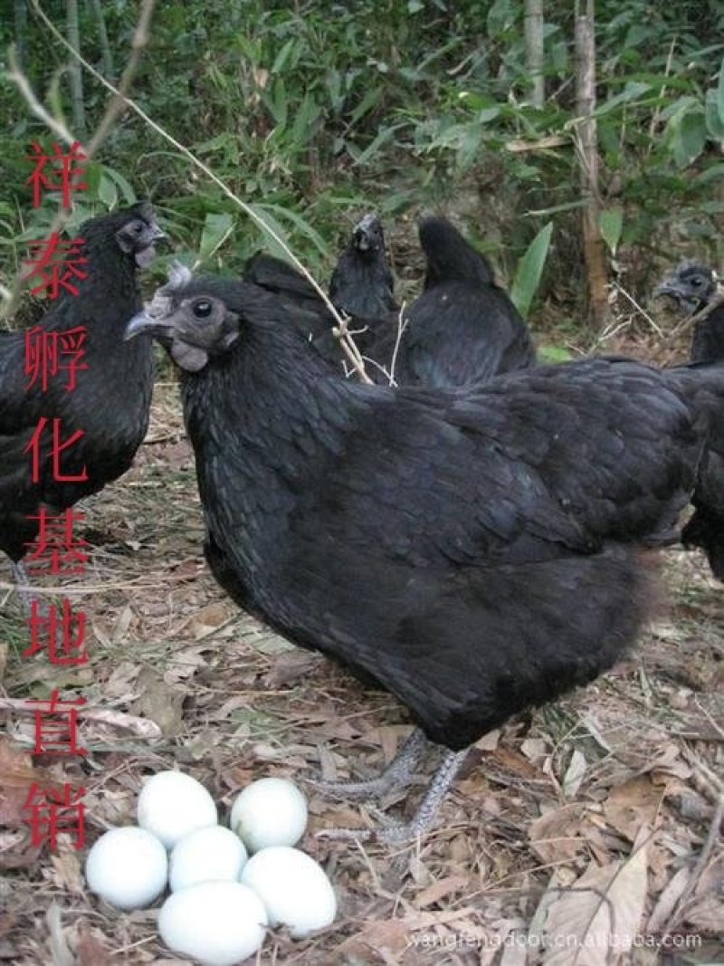 【扶贫苗】土黑鸡苗快大型鸡苗成活率高