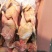 麻鸡