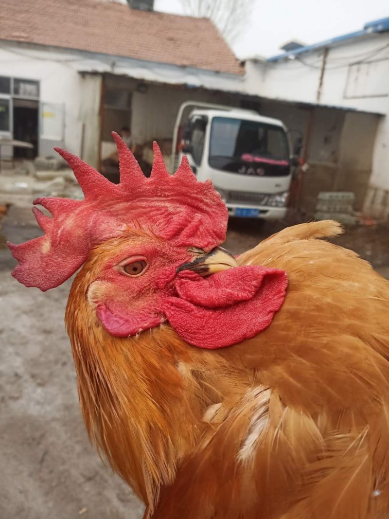 麻鸡