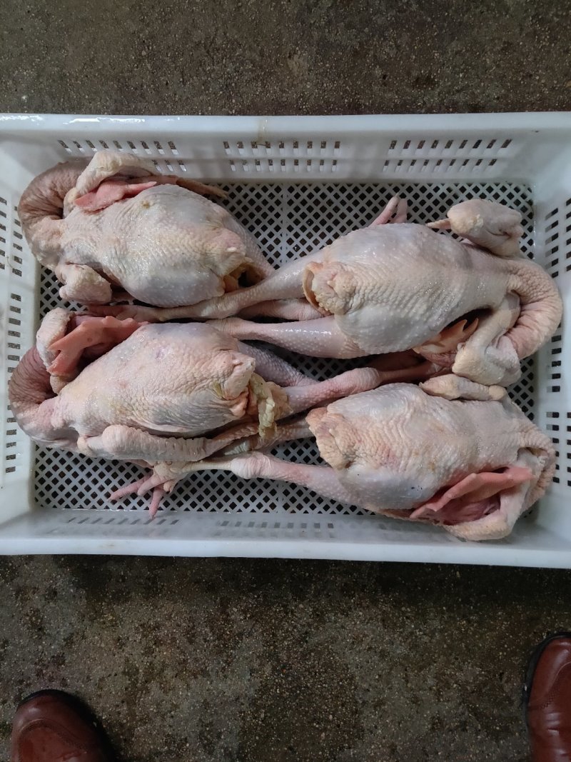 麻鸡