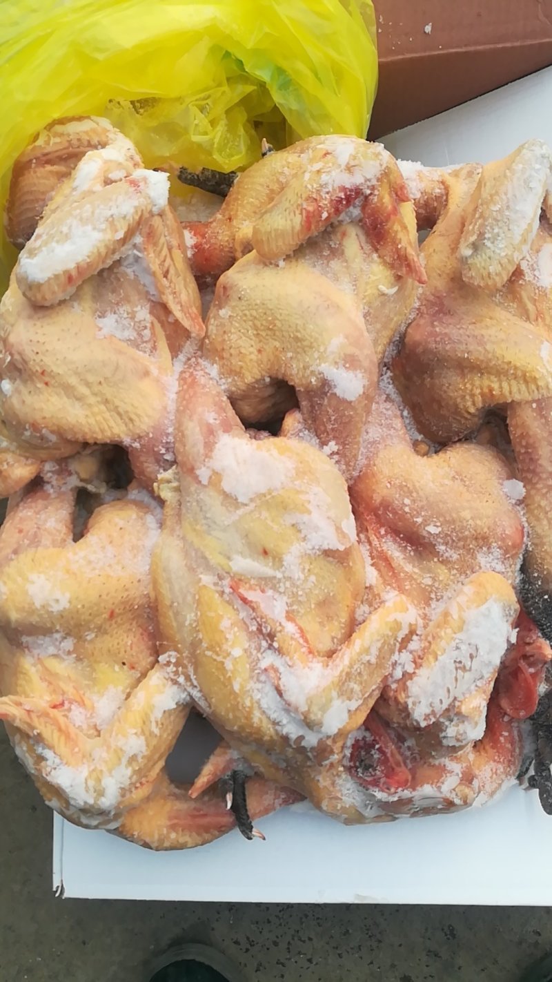 麻鸡