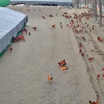 淮南王，成年鸡已售完，下一批现在只有四个月，欢迎预定。