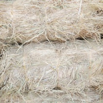 80至100公分长优质稻草诚信经营视频看货欢迎联系