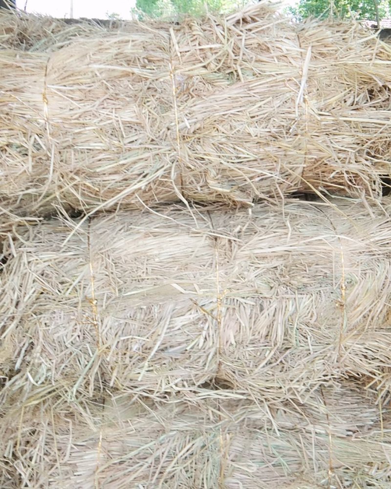 80至100公分长优质稻草诚信经营视频看货欢迎联系