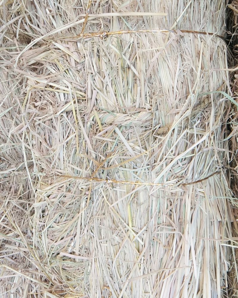 80至100公分长优质稻草诚信经营视频看货欢迎联系