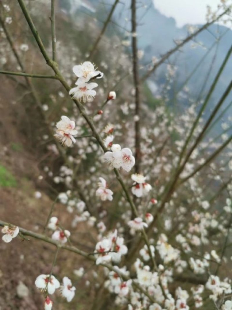 天清乌梅种植专业合作社提供乌梅苗乌梅欢迎来电洽谈