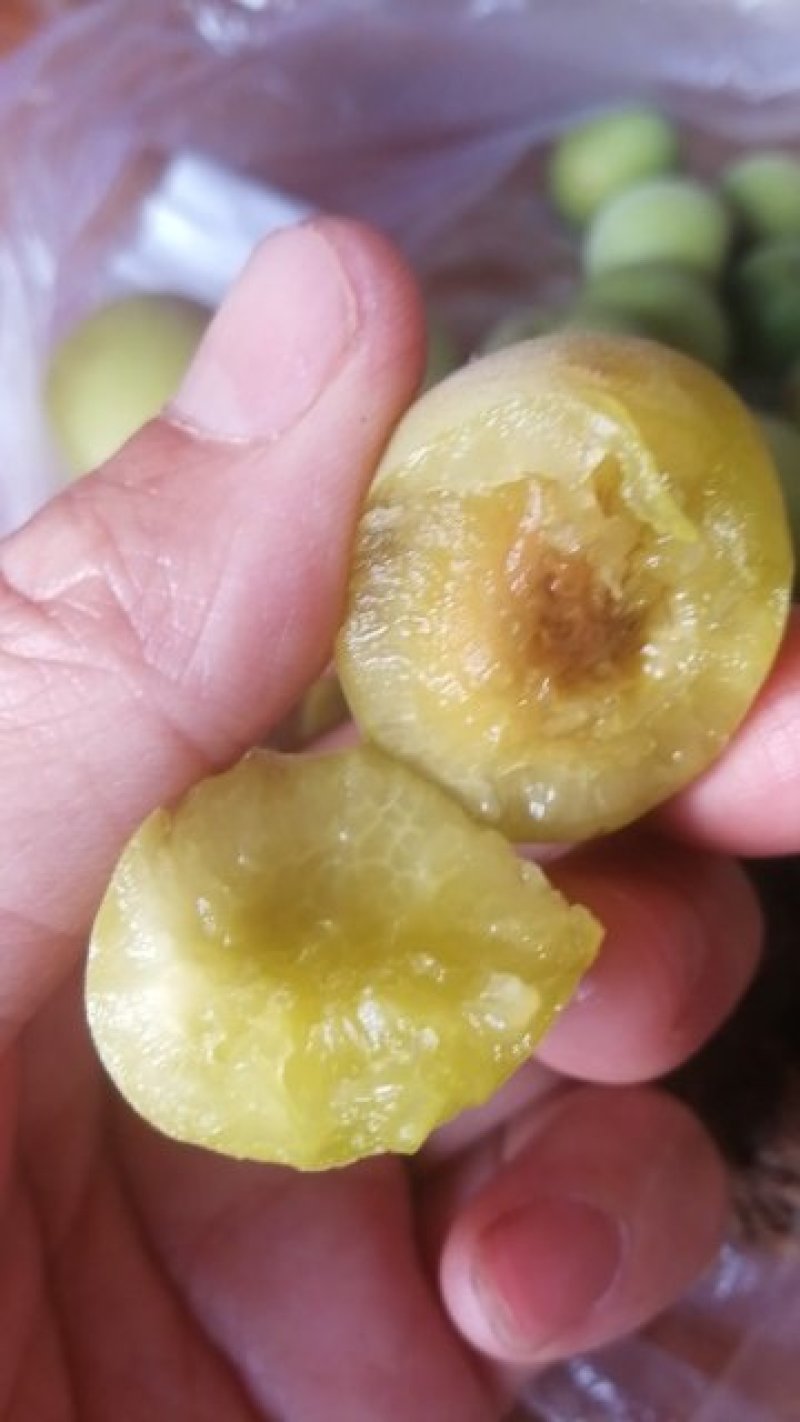 天清乌梅种植专业合作社提供乌梅苗乌梅欢迎来电洽谈