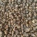 天清乌梅种植专业合作社提供乌梅苗乌梅欢迎来电洽谈