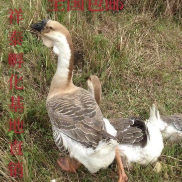 【正宗】杂交灰鹅苗包成活率防疫齐全
