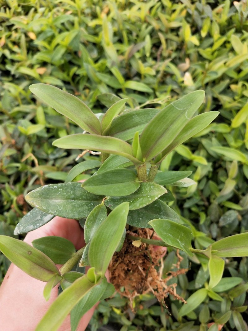 铁皮石斛苗，驯化苗，包技术，高成活率，好管理，高产