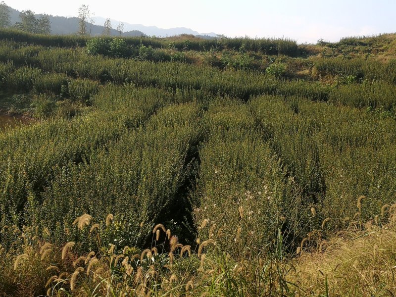天清乌梅种植专业合作社提供乌梅苗乌梅欢迎来电洽谈