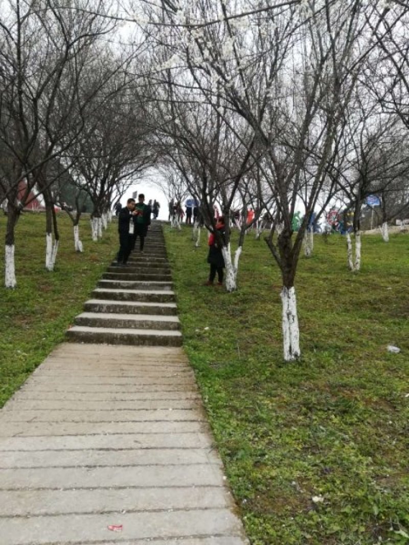天清乌梅种植专业合作社提供乌梅苗乌梅欢迎来电洽谈