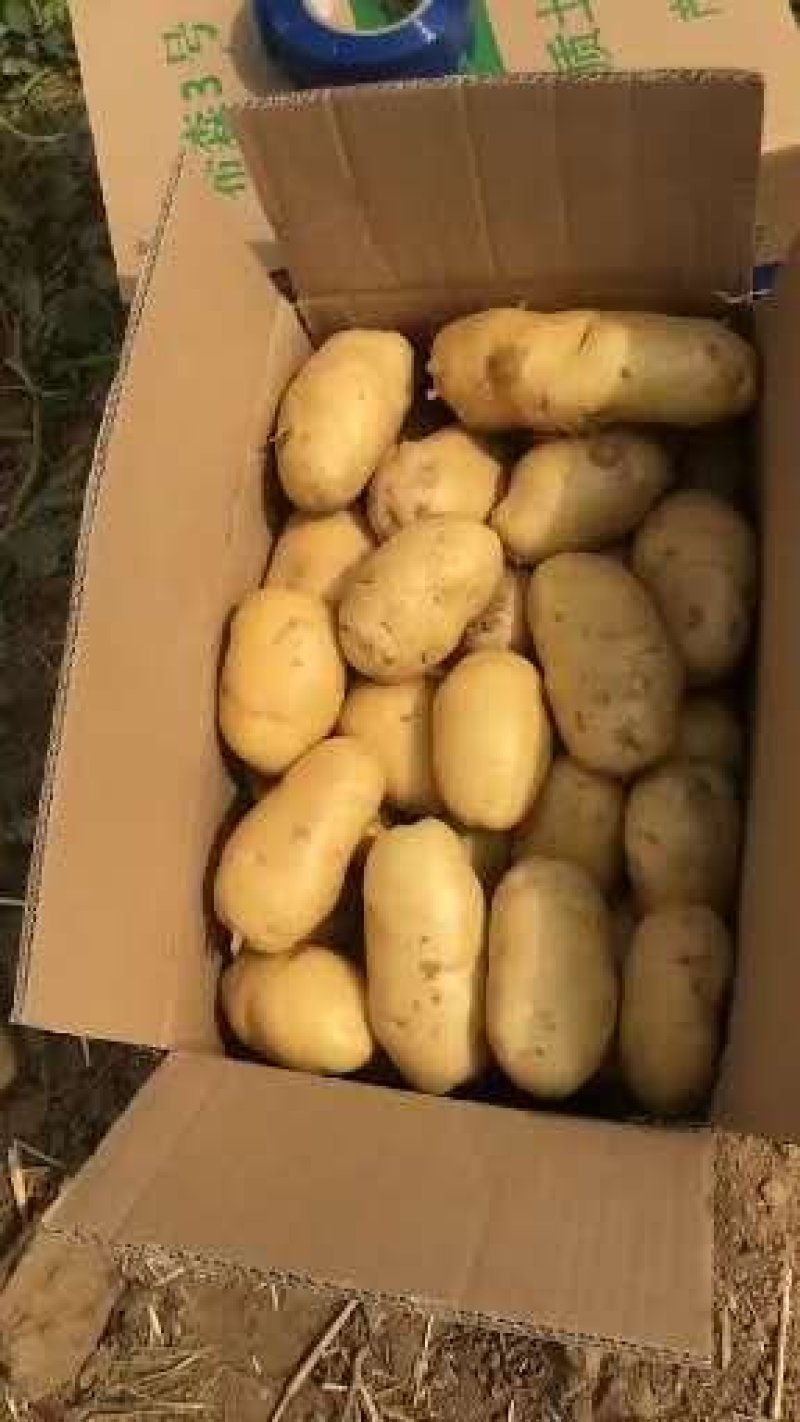 精品土豆，保质保量