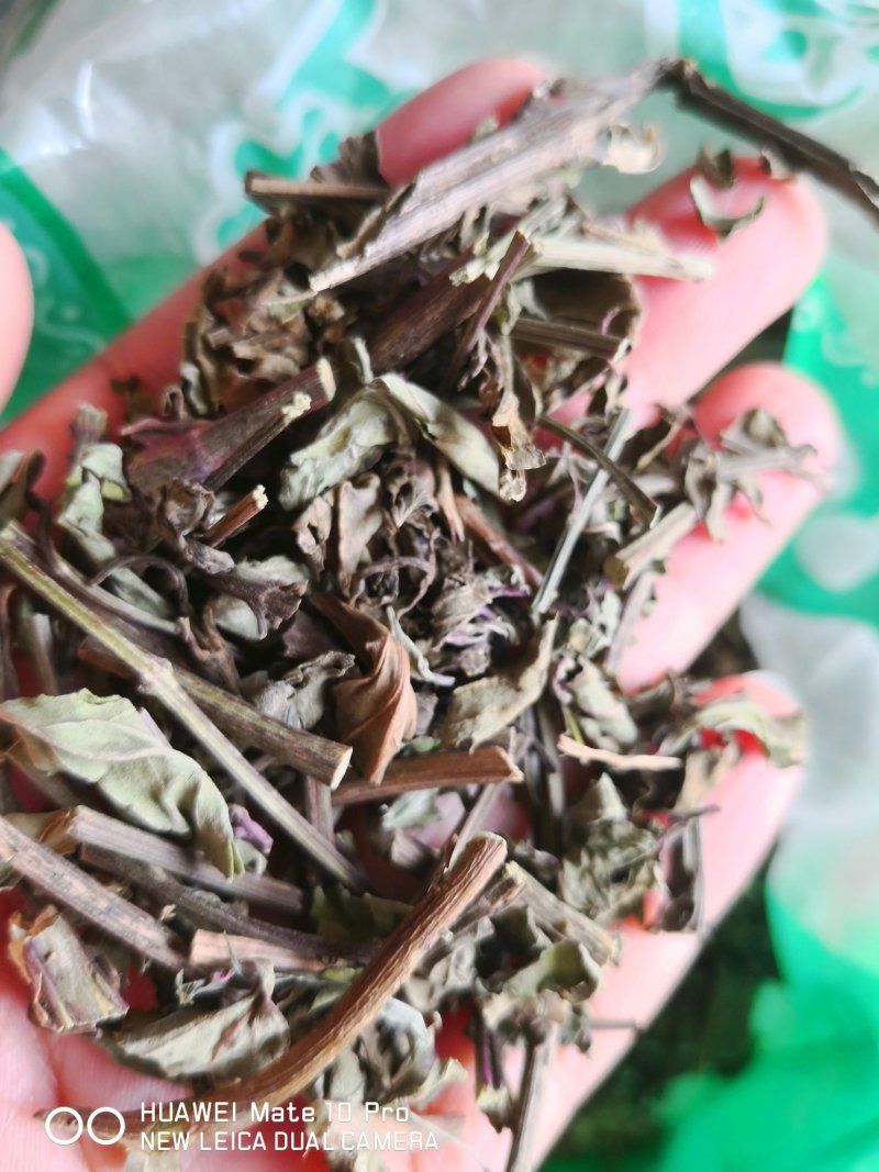 猫须草广西干货量大从优常年经营各种中药材