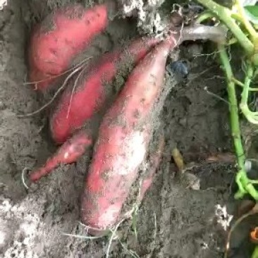 精品西瓜大量上市