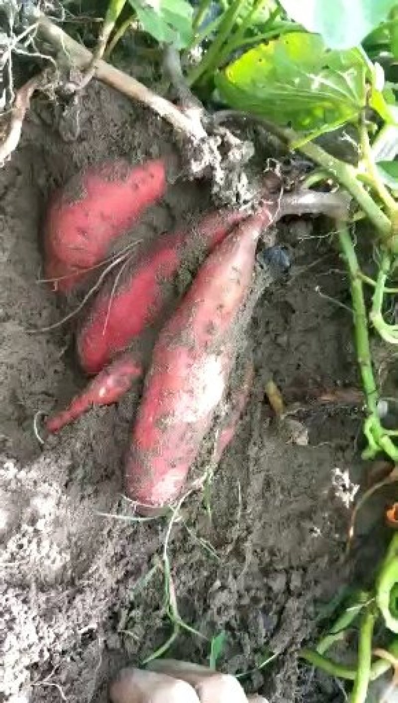 精品西瓜大量上市