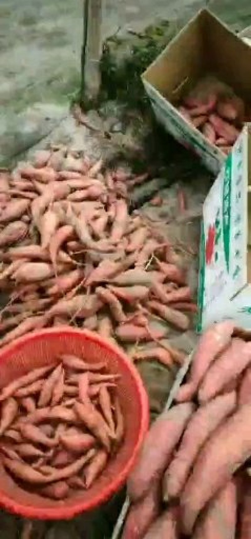 精品西瓜大量上市