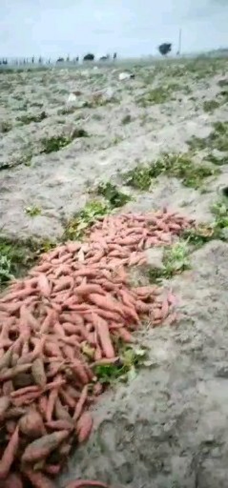 精品西瓜大量上市