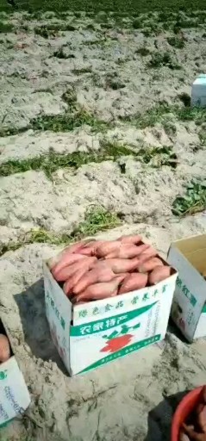 精品西瓜大量上市