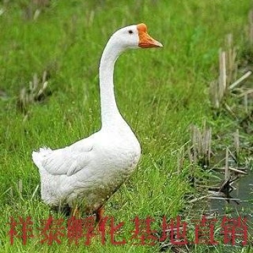 【精选】优质大种杂交鹅苗包防疫包成活送货上门