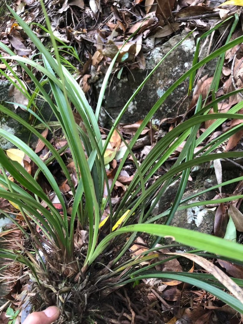 秦岭之星绿都宁陕下山兰草春兰量大从优产地自供一件代发包邮