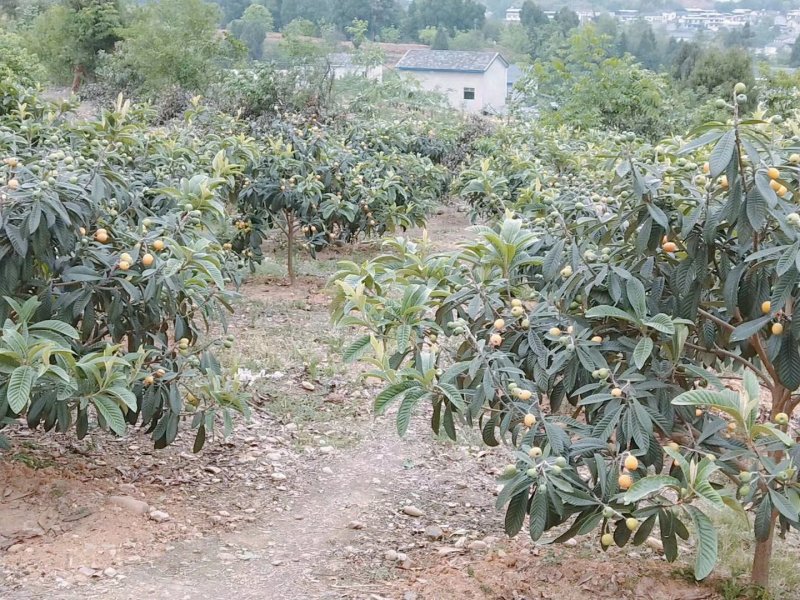 北川高山大五星枇杷，个头大，水分足，皮薄肉多