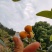 北川高山大五星枇杷,个头大,水分足,皮薄肉多