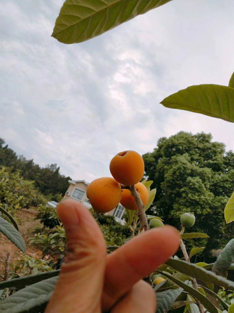 北川高山大五星枇杷，个头大，水分足，皮薄肉多