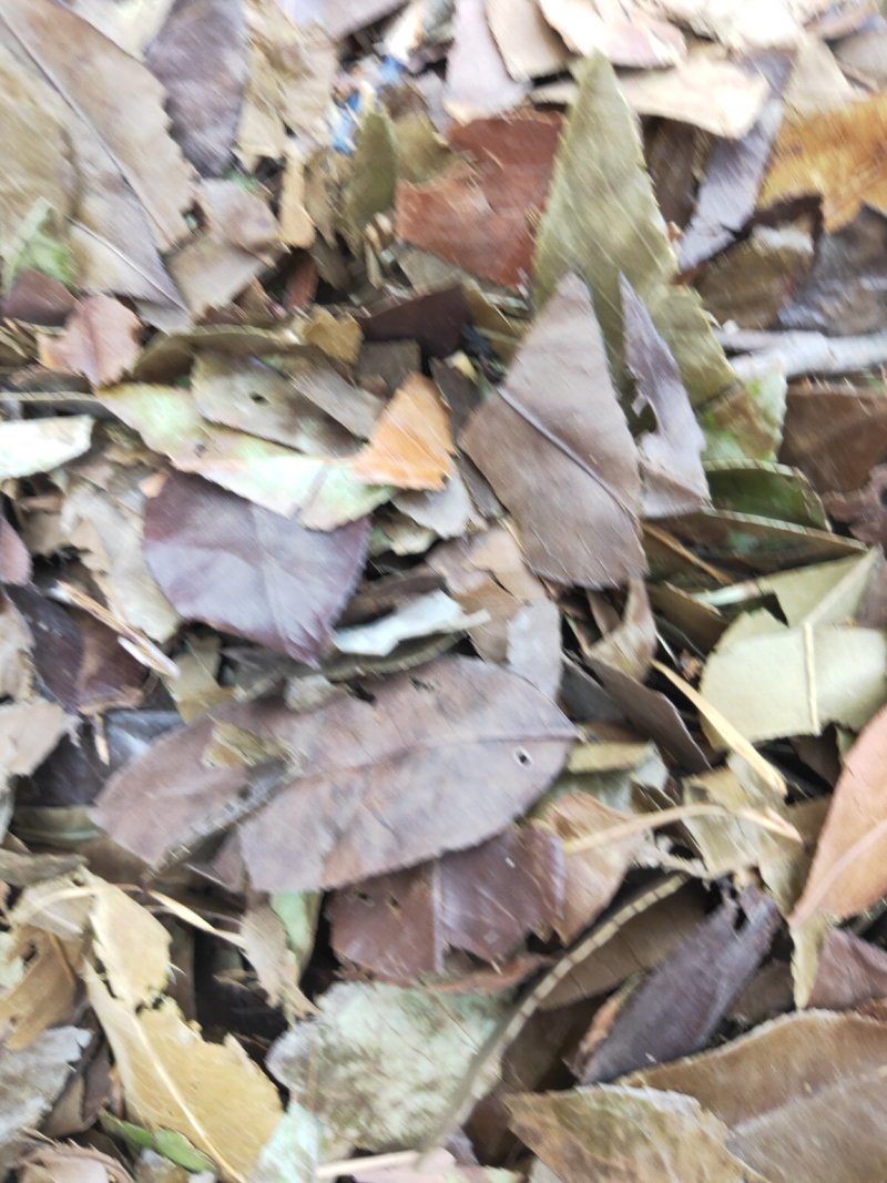 石楠叶石楠藤货好量大不满意可以退换货优惠多多