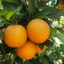 湖北夏橙米奈夏橙产地直供品质保证个头均匀皮薄味甜