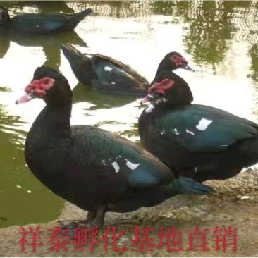 番鸭苗花番鸭苗白番鸭苗M18一点头孵化直销