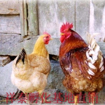 杂交红毛大公鸡苗土鸡苗草鸡苗包成活包防疫