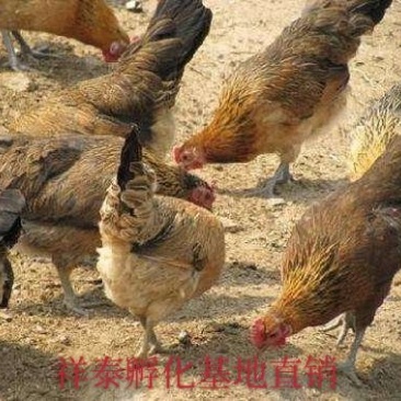 【放心苗】热卖土杂鸡苗防疫齐全运输包活