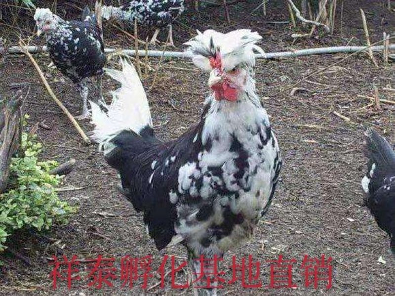 【热卖中】纯正贵妃鸡苗成活率高孵化直销