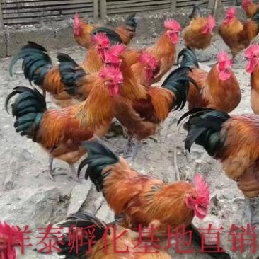 【热销中】红瑶鸡苗黑瑶鸡苗红玉鸡苗全国发货