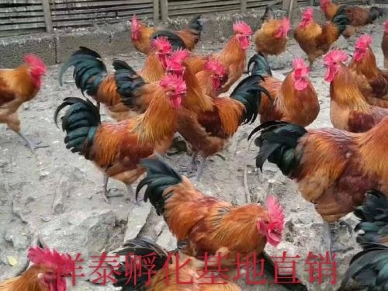【热销中】红瑶鸡苗黑瑶鸡苗红玉鸡苗全国发货